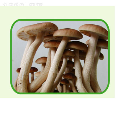 乽 200g
